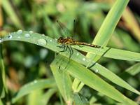 Wanderlibelle auf einem Schilfblatt mit Regentropfen